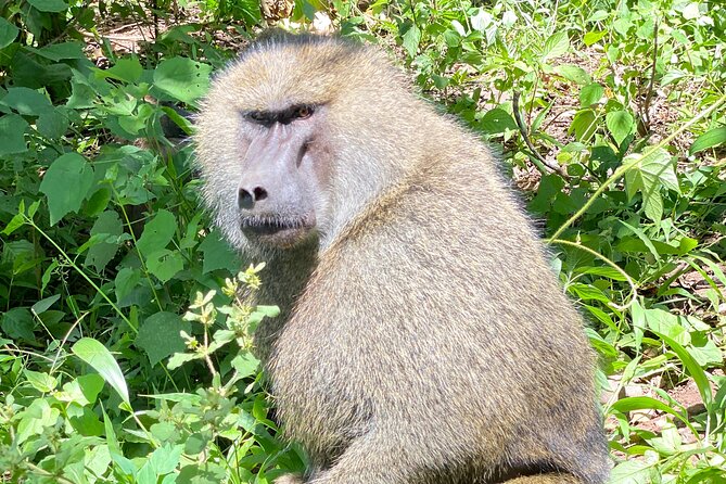 3-Days Arusha National Park-Tarangire park - Ngorongoro Crater - Meals, group size, and the practical details that matter