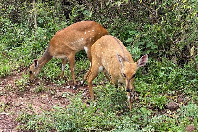 3-Days Arusha National Park-Tarangire park - Ngorongoro Crater - Who should book this three-day route