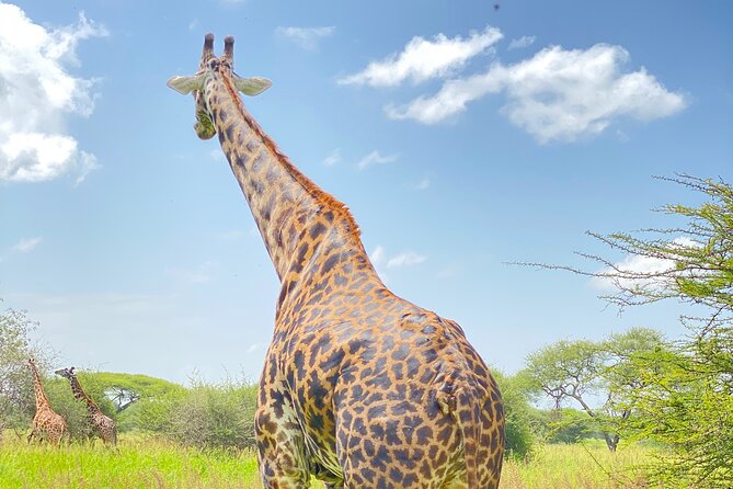 3-Days Arusha National Park-Tarangire park - Ngorongoro Crater - Day one: Arusha National Park and Momella Lakes