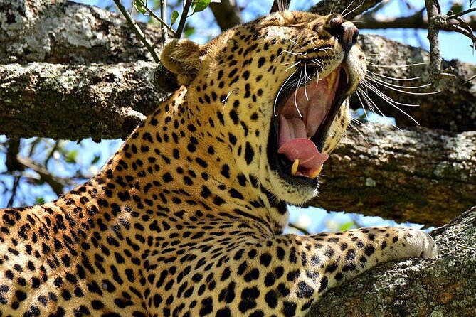 3 Days Big 5 Tour and Culture in Tanzania - Day Three: Lake Eyasi and Traditional Life