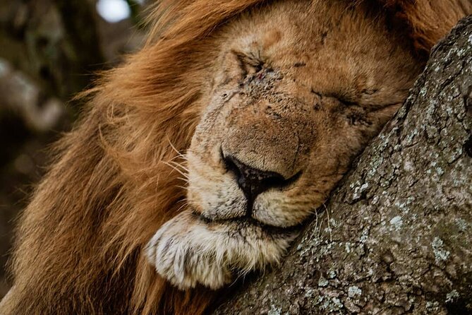 3 Days Big 5 Tour and Culture in Tanzania - Should You Book It?
