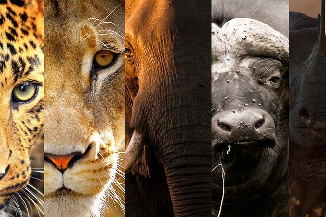 3 Days Big Five Unforgetable Lodging Tanzania Safari - Day two: the Ngorongoro Crater game drive