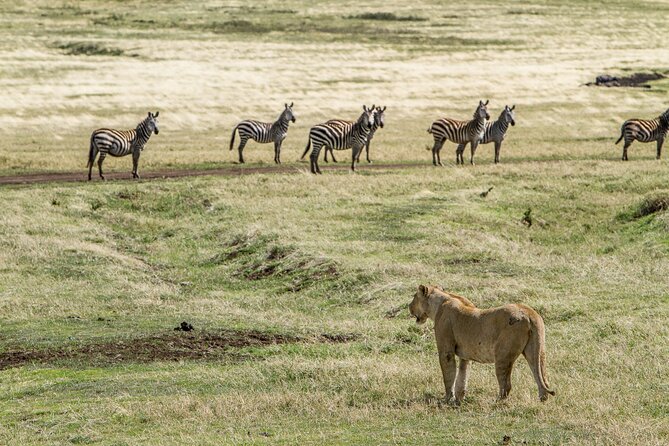 3 Days Big Five Unforgetable Lodging Tanzania Safari - Day three: a short transfer to Lake Manyara
