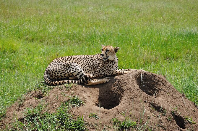 3 Days Big Five Unforgetable Lodging Tanzania Safari - What the safari vehicle and private format mean
