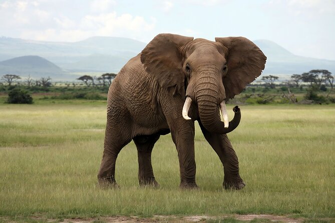 3 Days Big Five Unforgetable Lodging Tanzania Safari - Accommodation, meals, and what is included