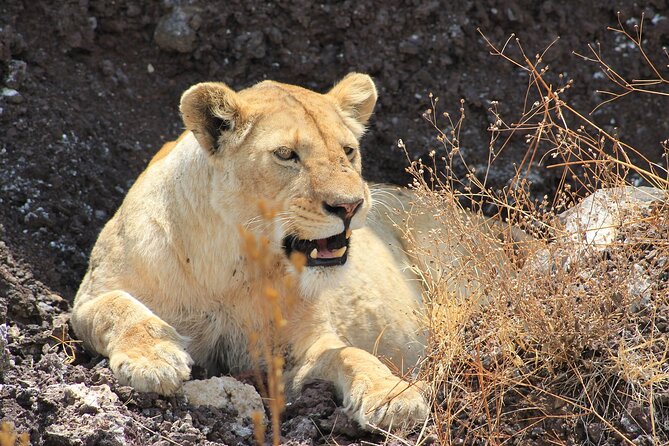 3 Days Big Five Unforgetable Lodging Tanzania Safari - The people behind the experience