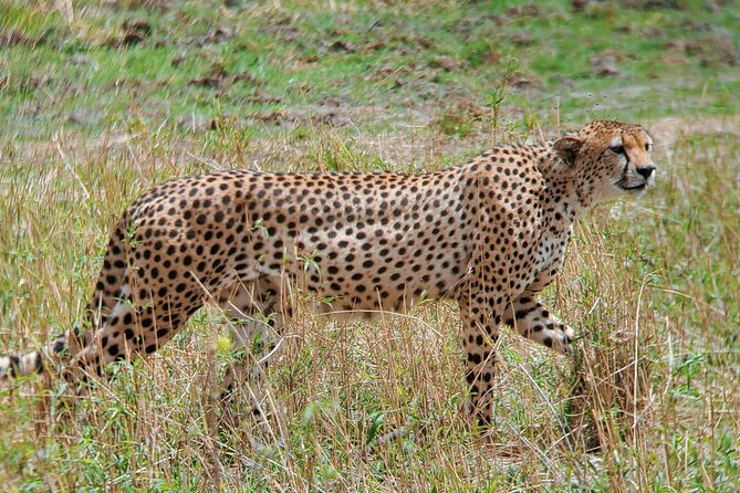 3 Days Budget Camping Safari to Serengeti and Ngorongoro Crater - Day 2: More time in the Seronera region