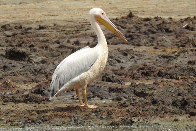 3 Days Budget Camping Safari to Serengeti and Ngorongoro Crater - Why the guide and cook matter so much