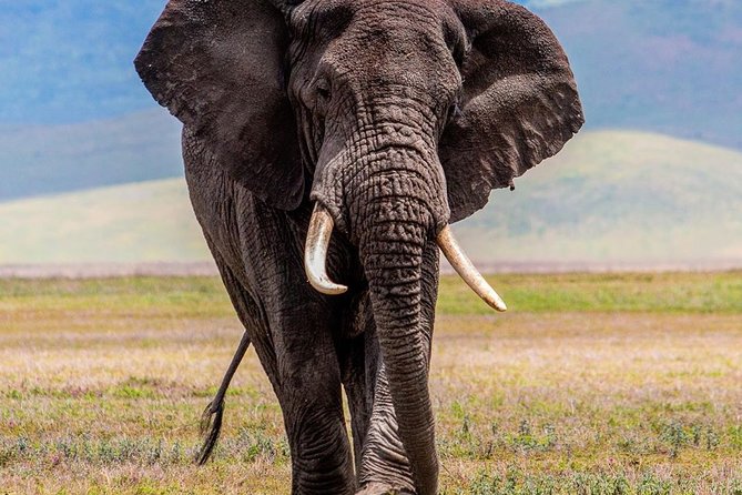 3 Days Budget Camping Safari Tour Tanzania - Key points to know before booking