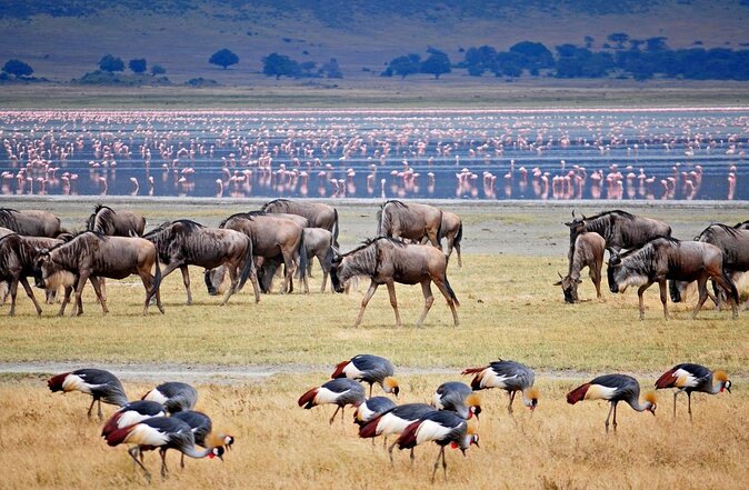 3-Days Budget Lodge Safari - Tarangire, Ngorongoro & Lake Manyara - Key points at a glance