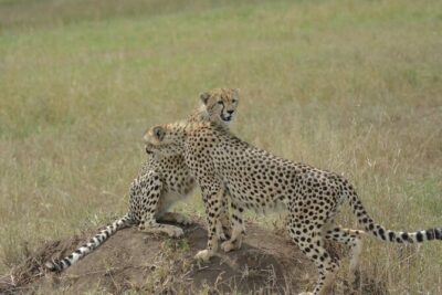 3-Days Budget Lodge Safari – Tarangire, Ngorongoro & Lake Manyara