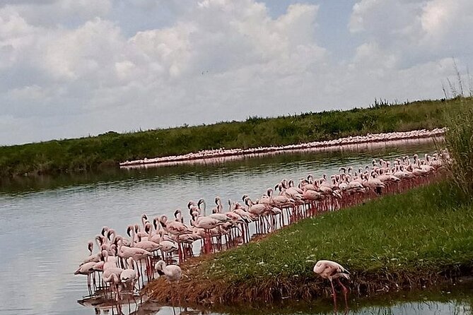3-Days Budget Lodge Safari - Tarangire, Ngorongoro & Lake Manyara - The pace, comfort, and practical tradeoffs