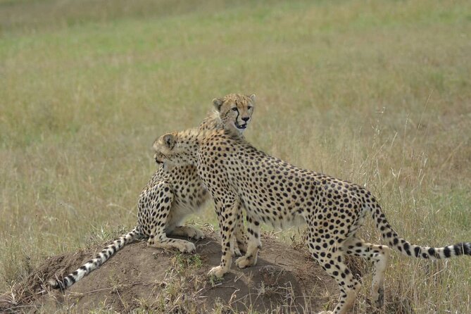 3-Days Budget Lodge Safari - Tarangire, Ngorongoro & Lake Manyara - Day two: Ngorongoro Crater’s crowded wildlife world