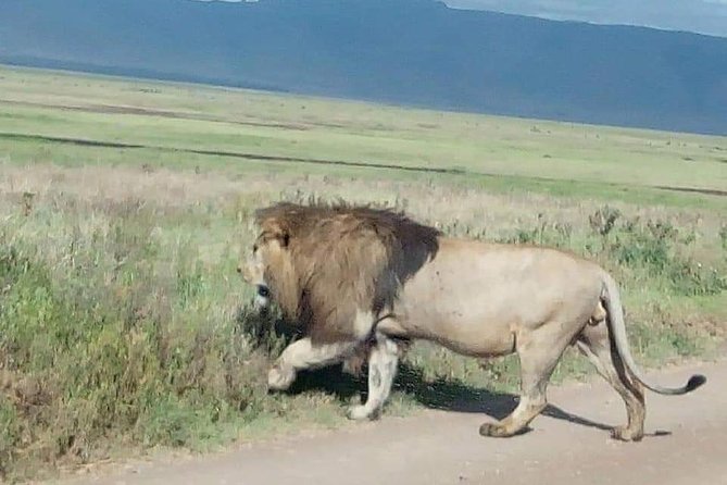 3 Days Budget Mid Range Safari Tour Tanzania - Day 1: Tarangire’s elephants and wide tree country