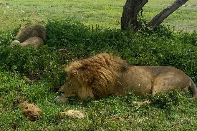 3 Days Budget Mid Range Safari Tour Tanzania - Day 2: Inside the Ngorongoro Crater