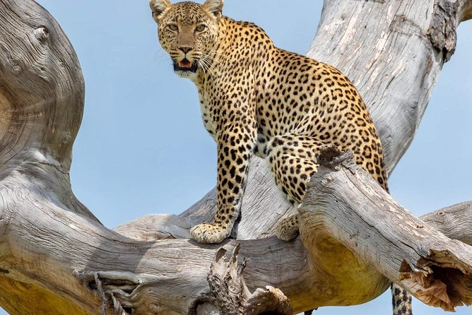 3 Days Budget Mid Range Safari Tour Tanzania - Day 3: Lake Manyara’s birds and forest edge
