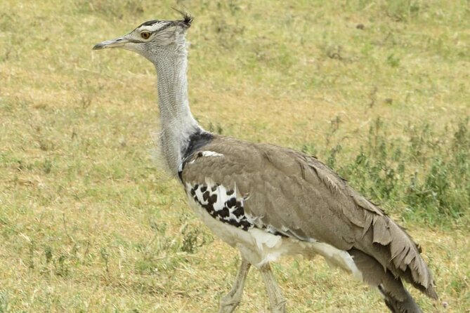 3 Days Budget Mid Range Safari Tour Tanzania - The guide can make the schedule work