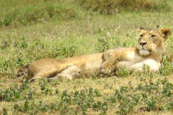 3 Days Budget Mid Range Safari Tour Tanzania - Meals, transfers, and the practical side