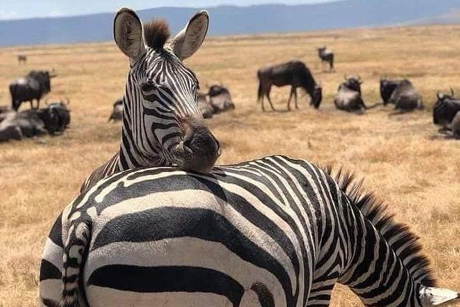 3 Days Budget Mid Range Safari Tour Tanzania - Who will enjoy this three-day route