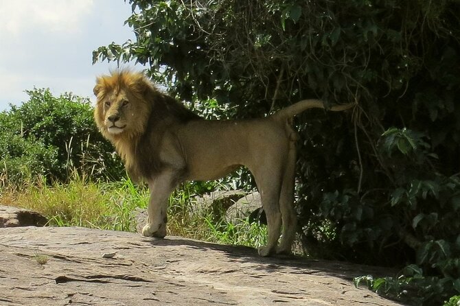 3 Days Budget Mid Range Safari Tour Tanzania - Should you book this safari?
