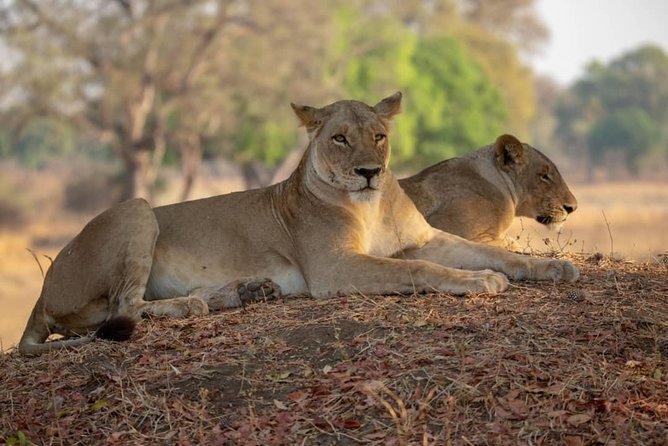 3 Days Explore Selous Game Reserve + Boat safari + bushman walking - Why this three-day Selous plan works