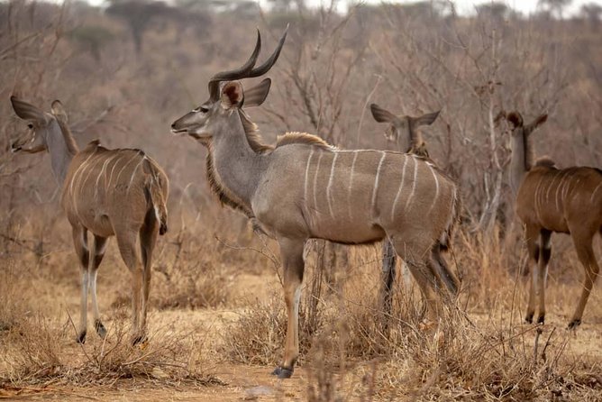 3 Days Explore Selous Game Reserve + Boat safari + bushman walking - Private guiding and the feel of the experience