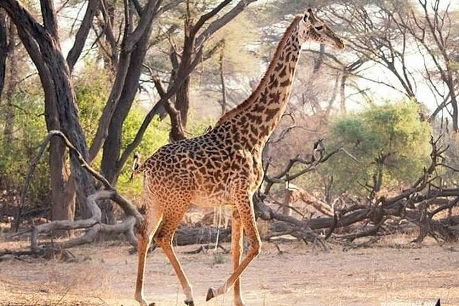 3 Days Explore Selous Game Reserve + Boat safari + bushman walking - Who should choose this safari