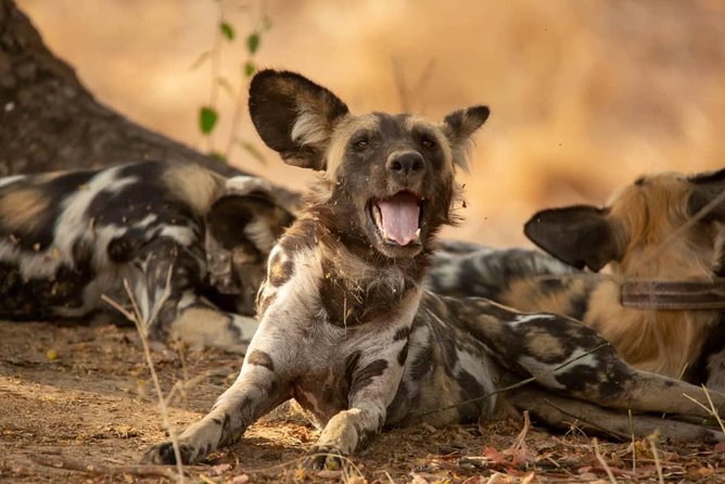 3 Days Explore Selous Game Reserve + Boat safari + bushman walking - The early road from Dar es Salaam