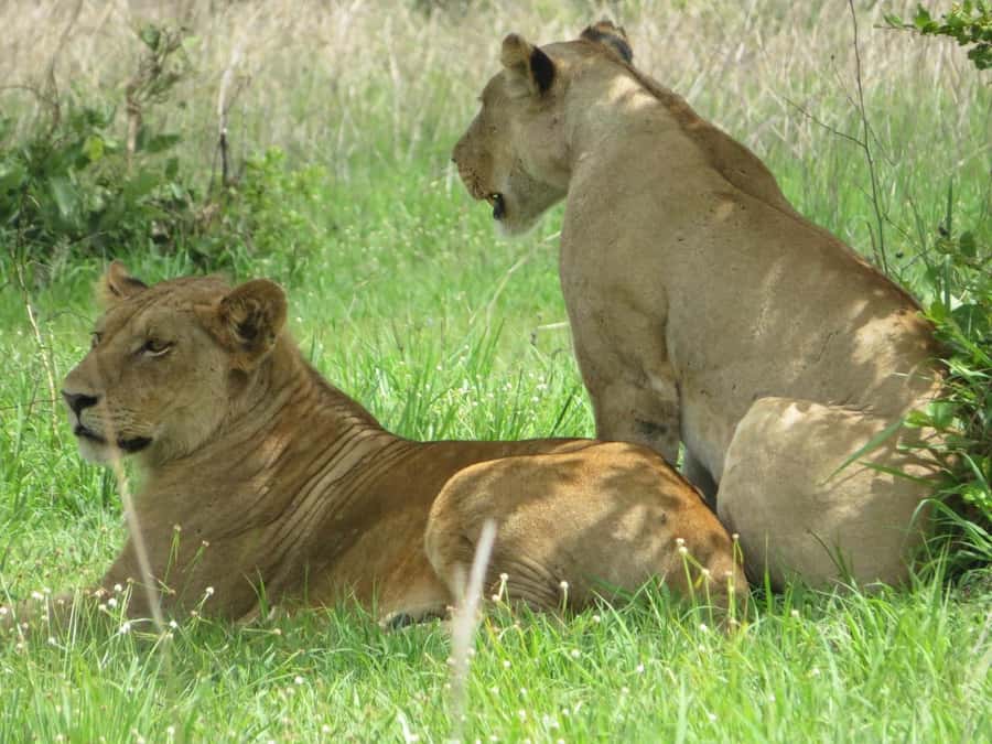 3 Days Flight Package Zanzibar to Nyerere/Selous - Is the $1,080 price fair?