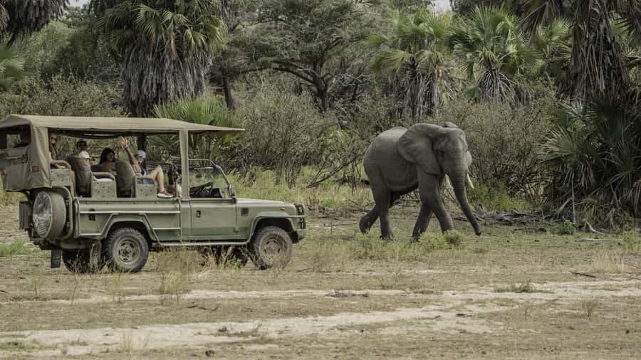 3 Days Flight Package Zanzibar to Nyerere/Selous - Should you book this experience?