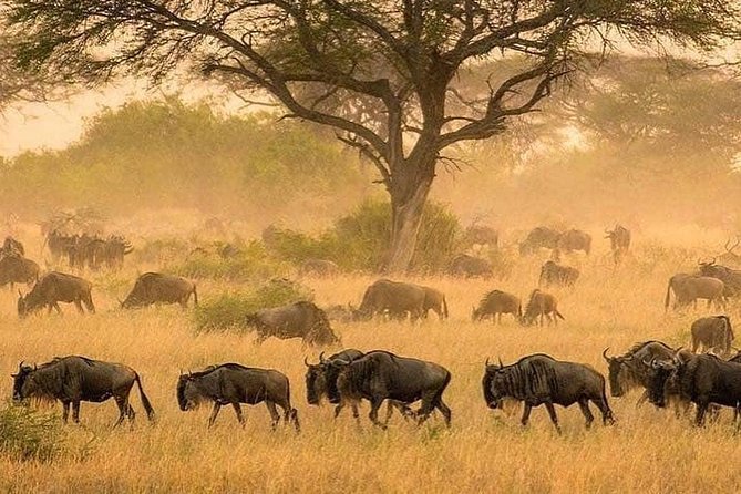 3 days fly in safari - Day one: Seronera and the first Serengeti sunset