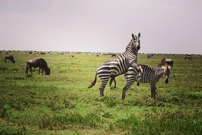 3 days fly in safari - What the $2,600 price covers