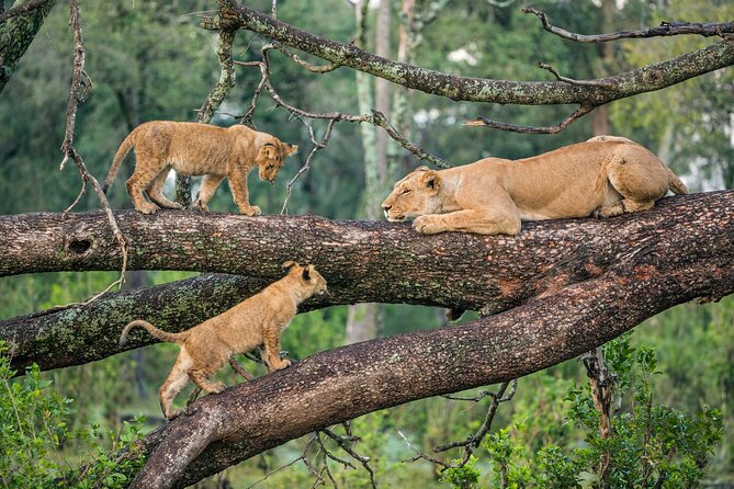 3 Days Group Joining Serengeti and Ngorongoro Safari - Key points to know before booking
