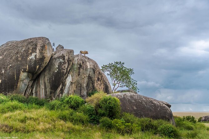 3 Days Group Joining Serengeti and Ngorongoro Safari - Booking details worth checking