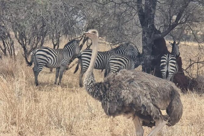 3 Days Group Safari Serengeti & Ngorongoro - What the $820 safari includes