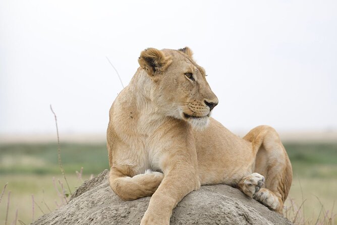 3 Days Group Safari Serengeti & Ngorongoro - The guide and chef make the difference