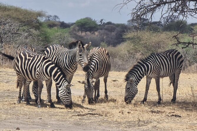 3 Days Group Safari Serengeti & Ngorongoro - Who should book this safari?