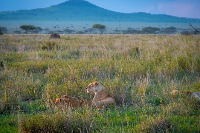 3 Days Group Safari Serengeti & Ngorongoro - Day 1: From Arusha to Serengeti National Park