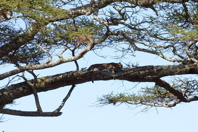 3 Days Lake Manyara, Ngorogoro Crater, Tarangire National Park - Three parks, three different safari moods