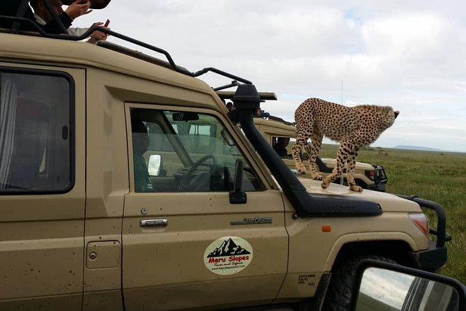 3 Days Lake Manyara, Ngorogoro Crater, Tarangire National Park - Day 2: Ngorongoro Crater and the strongest wildlife concentration