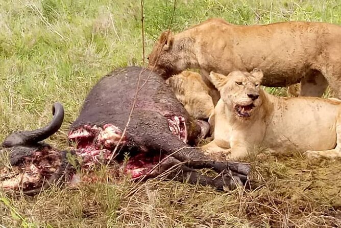 3 Days Lake Manyara, Ngorogoro Crater, Tarangire National Park - Timing, vehicle hours, and the real pace
