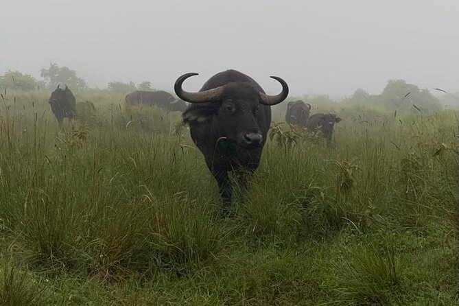 3 Days Lake Manyara, Tarangire, Ngorongoro Crater group (Camping) - Guides and organization are central to the experience