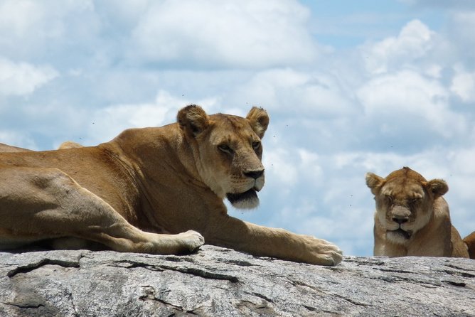 3 Days Lodge Safari - What This Safari Is Really Designed For