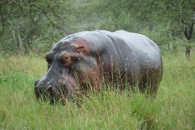 3 Days Lodge Safari - The Private Jeep Matters More Than It Sounds