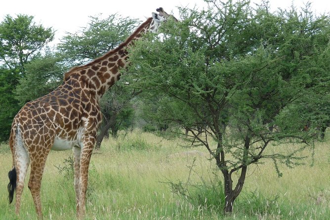 3 Days Lodge Safari - Who Should Book This Safari?