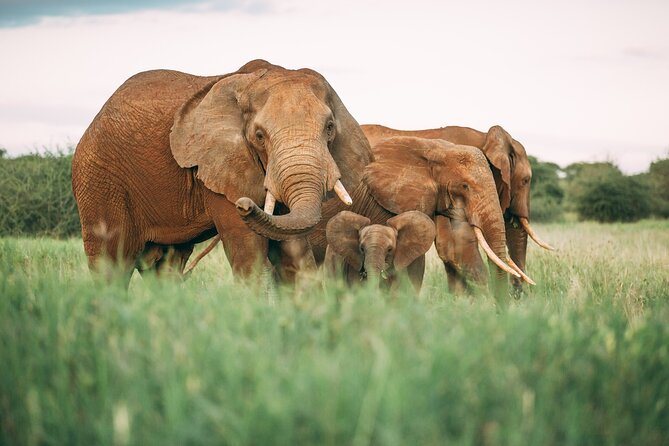 3-Days Lodge Safari in Tarangire, Ngorongoro Crater & Lake Manyara - Ngorongoro Crater: the trip’s main wildlife day