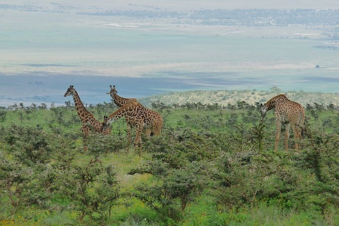 3 Days Lodge Safari - Day One: Following Elephants Through Tarangire