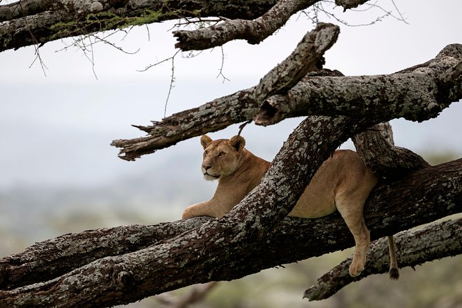 3 Days Luxury Lodge Safari in Tanzania - Quick points to know before booking