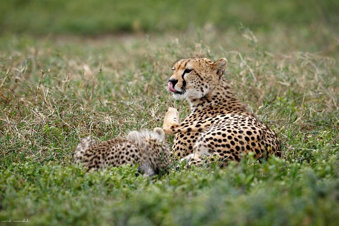 3 Days Luxury Lodge Safari in Tanzania - Why this three-day route works