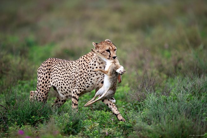 3 Days Luxury Lodge Safari in Tanzania - Lake Manyara: flamingos, forests, and mixed wildlife